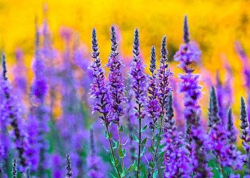 NS《时尚造梦》即将上线，今日开放数字版预购！限时折扣10％OFF